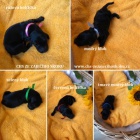 Černá štěňátka Flat Coated Retriever s PP
