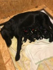 Štěňátka Flat Coated Retriever s PP