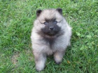 Nmeck pic vl / Keeshond