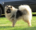 Nmeck pic vl / Keeshond