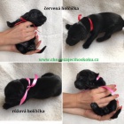 Flat coated retriever s PP