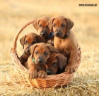 Rhodesian ridgeback s pp