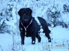 Labradorsk retriever s PP