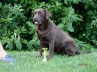 Labradorsk retriever s PP