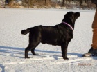 Labradorsk retriever s PP