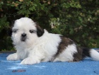 Shih-tzu, i-tzu pejsek s PP