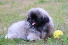 Pekingsk palcov psk / Pekinz