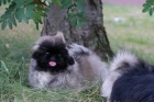 Pekingsk palcov psk / Pekinz