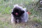 Pekingsk palcov psk / Pekinz