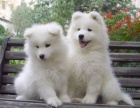 Samojed tata