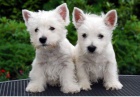 West Highland White Terrier