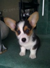 Welsh Corgi (pembroke) Štěňata pro vás