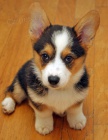 Welsh Corgi (pembroke) Štěňata pro vás