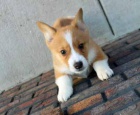 Welsh Corgi (pembroke) Štěňata pro vás