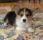 Welsh Corgi (pembroke) Štěňata pro vás