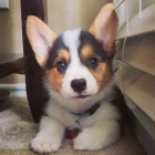 Welsh Corgi (pembroke) Štěňata pro vás
