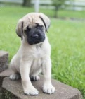 Anglick mastiff tata