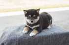 Rozkon ttka Shiba Inu