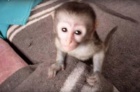 Prodm Kapucnsk opice 