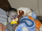 Kapucnsk opice pro prodej