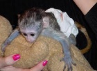 Ockovan Kapucnsk opice pro prodej