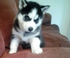 Sibiřský husky čistokrevné štěňata