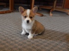 ttka Pembroke Welsh Corgi pro vs