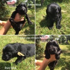 Flat coated retriever s PP