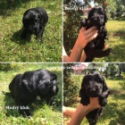 Flat coated retriever s PP