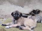 Anatolsk pasteveck pes - kangal