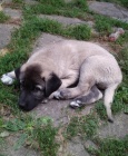 Anatolsk pasteveck pes - kangal