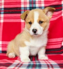 astn elmy z Walesu Corgi (Pembroke)