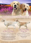 Rezervace tat Golden retrievera