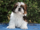 Shih-tzu, i-tzu pejsek s PP