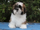 Shih-tzu, i-tzu pejsek s PP