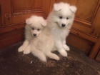 Velkolep a sladk Samoyed tata pipraveni