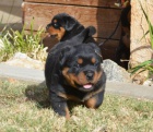 Rottweiler tata