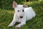 tata Bull terrier