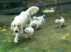 Golden retriever s PP - tata /zlat retrvr/