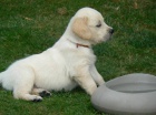 Golden retriever s PP - tata /zlat retrvr/