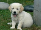 Golden retriever s PP - tata /zlat retrvr/