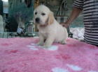 Golden retriever s PP - tata /zlat retrvr/