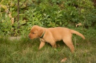 Labradorsk retriever s PP