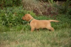 Labradorsk retriever s PP