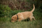 Labradorsk retriever s PP