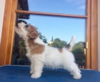 Jack Russell terier - tata s PP