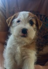 Jack Russell terier - tata s PP