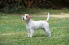 Jack Russell terier - tata s PP