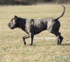 Americk bandog