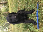 Flat coated retriever s PP